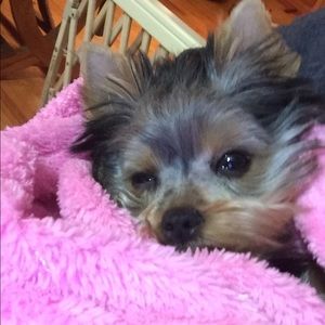 Meet your Posher, Amy